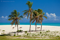 Delírios Tropicais