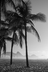 Coqueiros de Copacabana
