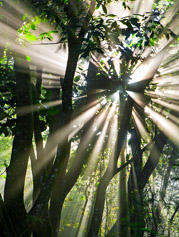 A luz sempre te encontrará