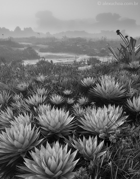 Jardins de Macunaíma 2