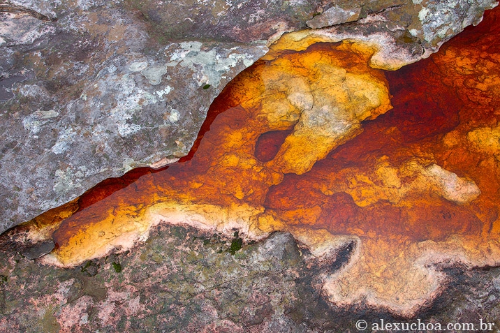 Boto-cor-da-chapada